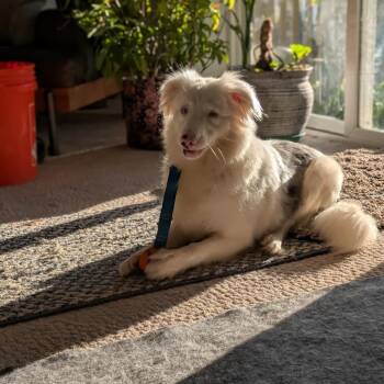 Rescue Australian Shepherd Dogs for Adoption in Alexandria, Virginia - Emmie | PetCurious