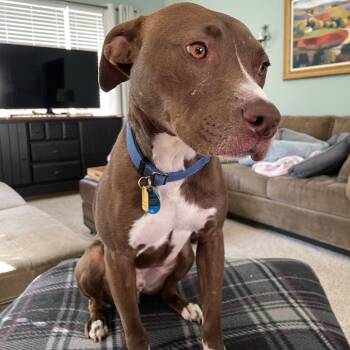 Finnegan (Fin ) -  Pit Bull Terrier Dog for Adoption - Finnegan (Fin ) | PetCurious