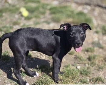 Belle -  Mixed Breed Dog Available for Adoption in Chatsworth, Georgia - Belle | PetCurious