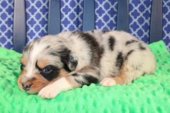 Australian Shepherd Dogs Available for Sale - Ansley | PetCurious
