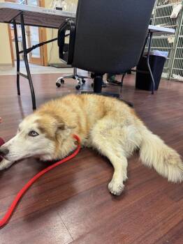 Piper -  Husky Dog for Adoption in Durango, Colorado - Piper | PetCurious