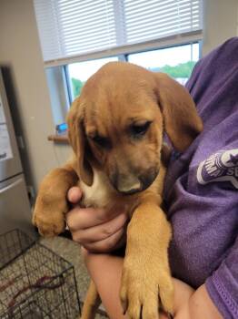 Mixed Breed Dogs Available for Adoption in Columbia, Tennessee - Alana | PetCurious