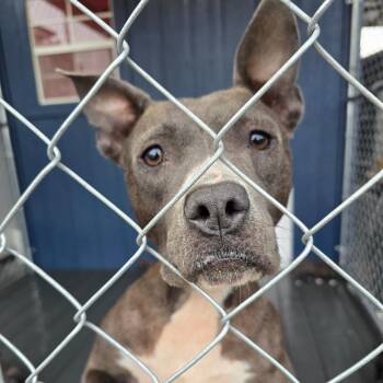 Mixed Breed Dogs Available for Adoption in Hinesville, Georgia - Precious Aka Kathy | PetCurious