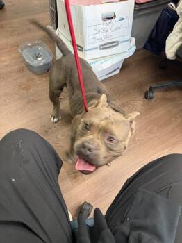 Beyonce -  Mixed Breed Dog for Adoption in Atlanta, Georgia - Beyonce | PetCurious