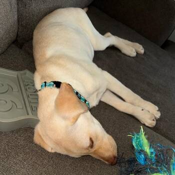 Julia -  Labrador Retriever and Mixed Breed Dog for Adoption - Julia | PetCurious