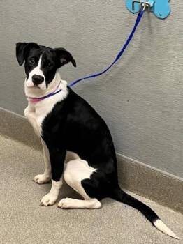 CHEESE DANISH -  Pit Bull Terrier Dog for Adoption in Las Vegas, Nevada - CHEESE DANISH | PetCurious