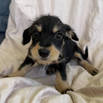 Michelle -  Yorkshire Terrier and Schnoodle Dog for Adoption in San Diego, California - Michelle | PetCurious
