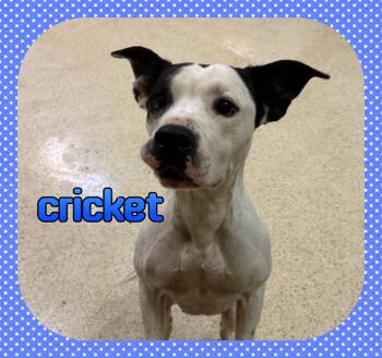 Cricket -  Labrador Retriever Dog for Adoption in Muncie, Indiana - Cricket | PetCurious