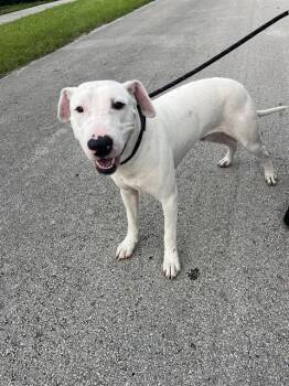 Rescue Bull Terrier and Mixed Breed Dogs for Adoption in Doral, Florida - LARRY | PetCurious