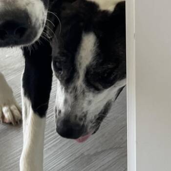 Lilly Pad -  Pit Bull Terrier and Mixed Breed Dog for Adoption in Richmond Hill, Georgia - Lilly Pad | PetCurious