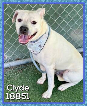American Bulldog Dogs Available for Adoption in Marietta, Georgia - CLYDE | PetCurious