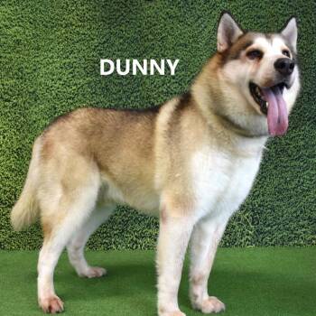 Husky Dogs Available for Adoption in Yuma, Arizona - Gunny | PetCurious