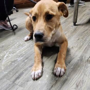 Turtle -  Mixed Breed Dog for Adoption in Summerville, South Carolina - Turtle | PetCurious