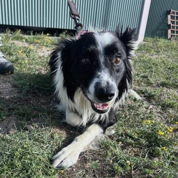 Beckum -  Border Collie Dog for Adoption in Cheyenne, Wyoming - Beckum | PetCurious