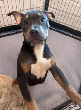 Pit Bull Terrier Dogs Available for Adoption - Minecraft | PetCurious