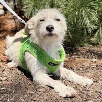 Chihuahua Dogs Available for Adoption in East Hampton, New York - Ducky | PetCurious