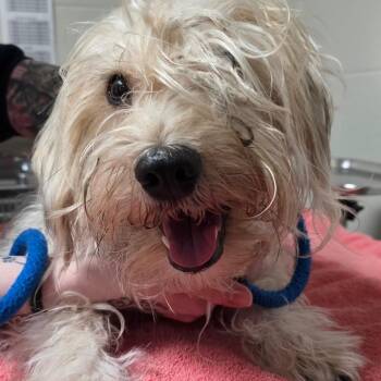 Cockapoo Dogs Available for Adoption in Council Bluffs, Iowa - Dodger | PetCurious