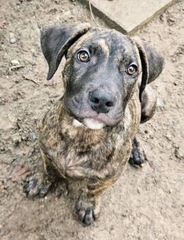Marmaduke -  Cane Corso and Pit Bull Terrier Dog for Adoption in Heathsville, Virginia - Marmaduke | PetCurious