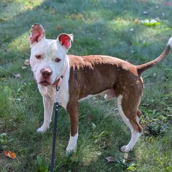 Bumper -  Mixed Breed Dog for Adoption in Syracuse, New York - Bumper | PetCurious