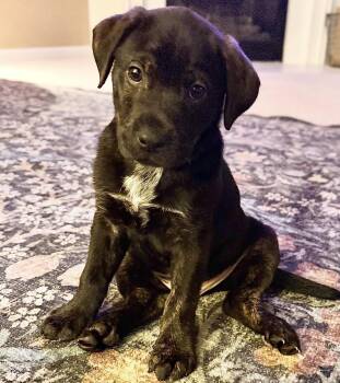 Cody -  Black Labrador Retriever Dog for Adoption in Maineville, Ohio - Cody | PetCurious