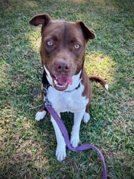 Rescue Mixed Breed Dogs for Adoption in Fernandina Beach, Florida - CHOCOLATE | PetCurious
