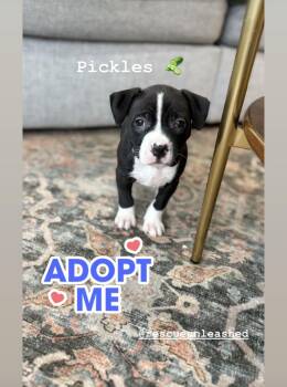 American Bully Dogs Available for Adoption - Pickles- Female Puppy | PetCurious