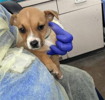 Mixed Breed Dogs Available for Adoption - WENDY | PetCurious