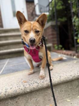 Jindo Dogs Available for Adoption in New York, New York - Moojin | PetCurious