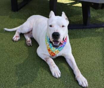 Mixed Breed Dogs Available for Adoption in Athens, Georgia - Coqueta | PetCurious
