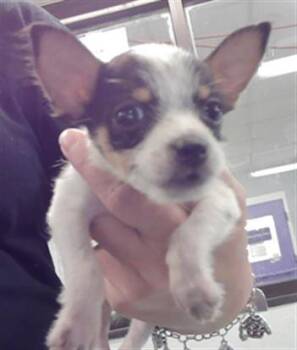 A2083343 -  Cairn Terrier and Mixed Breed Dog for Adoption in Houston, Texas - A2083343 | PetCurious