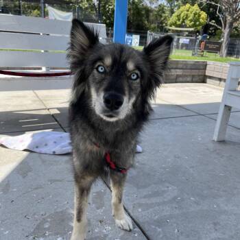 Siberian Husky Dogs Available for Adoption in Long Beach, California - Mila | PetCurious