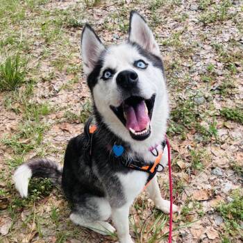 Max -  Husky Dog for Adoption in Fort Lauderdale, Florida - Max | PetCurious