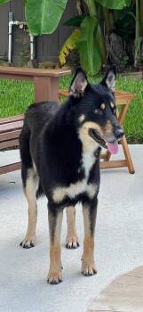 Wallace -  Australian Shepherd and German Shepherd Dog Dog for Adoption in Forney, Texas - Wallace | PetCurious