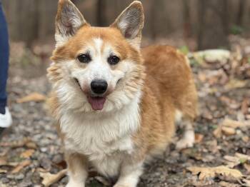 Rescue Pembroke Welsh Corgi Dogs for Adoption in Meherrin, Virginia - Mortimer | PetCurious