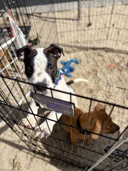 American Bulldog and Mixed Breed Dogs Available for Adoption - Dice | PetCurious