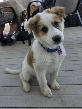 Australian Shepherd Dogs Available for Adoption in Loveland, Colorado - ZANE | PetCurious