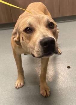Labrador Retriever Dogs Available for Adoption in Baytown, Texas - CRESCENT | PetCurious
