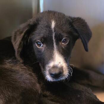 Kash -  Black Labrador Retriever and Mixed Breed Dog for Adoption in Council Bluffs, Iowa - Kash | PetCurious