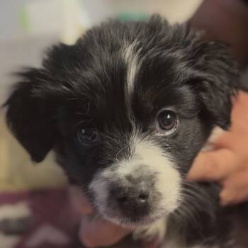 Cold Brew -  Spaniel and Mixed Breed Dog for Adoption in Midland, Texas - Cold Brew | PetCurious