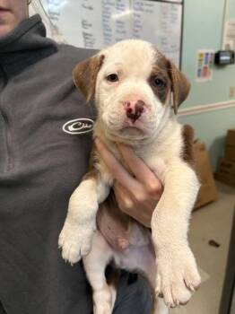 Pit Bull Terrier Dogs Available for Adoption in Mobile, Alabama - Roy | PetCurious