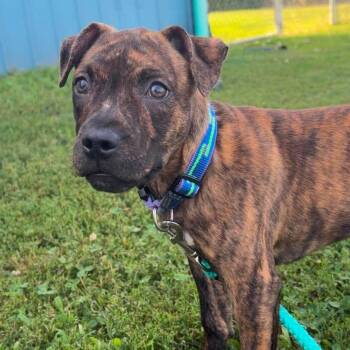 Hazel -  Pit Bull Terrier Dog for Adoption in Valparaiso, Indiana - Hazel | PetCurious