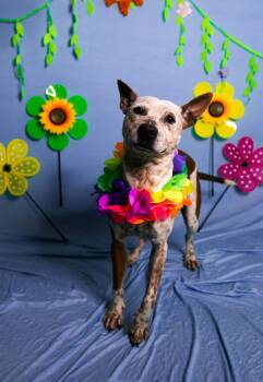 Cattle Dog Dogs Available for Adoption - Glenda | PetCurious