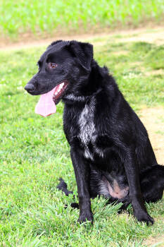 Rescue Labrador Retriever Dogs for Adoption in Evansville, Indiana - Bonnie | PetCurious