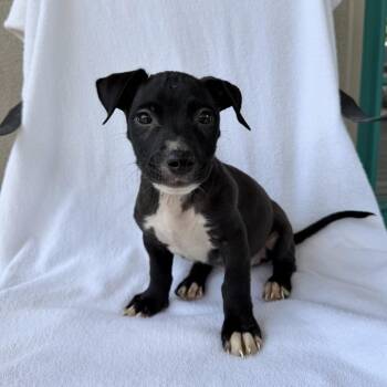 Toadstool -  Terrier and Dachshund Dog for Adoption in Carencro, Louisiana - Toadstool | PetCurious