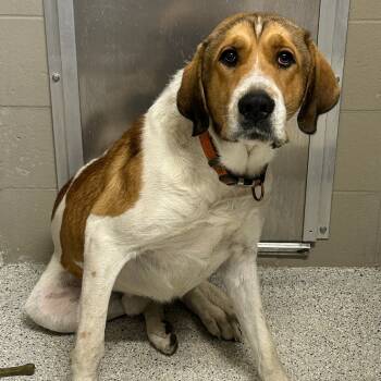 Rescue Great Pyrenees and Labrador Retriever Dogs for Adoption in Carlyle, Illinois - Smash | PetCurious