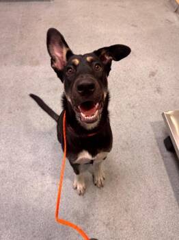 LIPSY -  German Shepherd Dog and Mixed Breed Dog for Adoption in Tustin, California - LIPSY | PetCurious