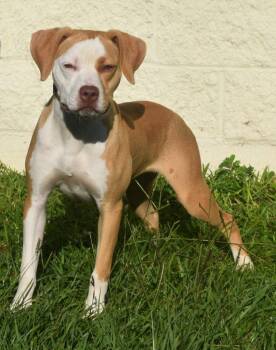 Penny -  Mixed Breed Dog for Adoption in Kingsland, Georgia - Penny | PetCurious