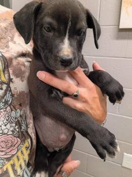 Cru -  American Staffordshire Terrier Dog for Adoption in Pierceton, Indiana - Cru | PetCurious