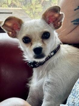 Just Precious -  Chihuahua Dog for Adoption in Fort Myers Beach, Florida - Just Precious | PetCurious