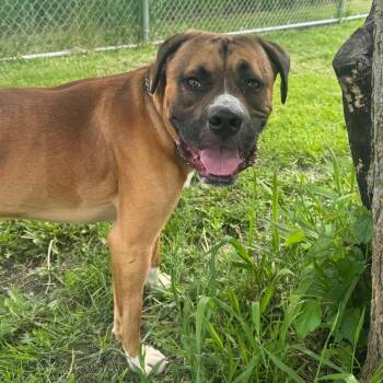 Rocco -  Boxer and Bullmastiff Dog Available for Adoption in Milford, Iowa - Rocco | PetCurious